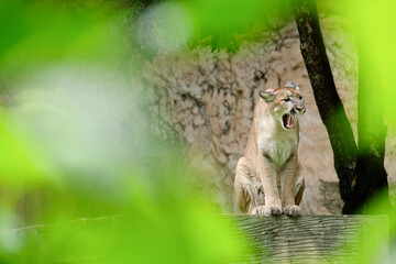Cougar