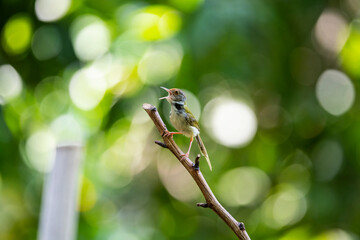Common Tailorbird