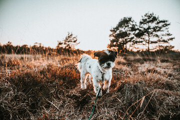 Streifzug mit Hund durch Moor bei Wistedt in Niedersachsen