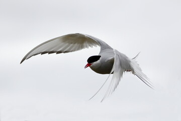 black and white feathers