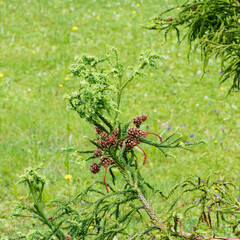 Sicheltanne oder japanische zeder, schöner und malerischen Nadelbäume (Cryptomeria japonica)