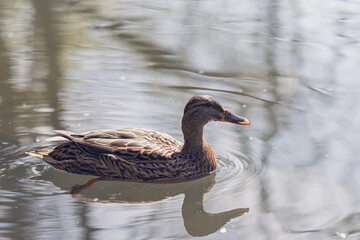duck in the pond
