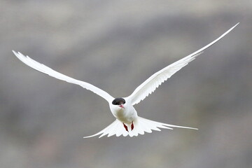 black headed gull