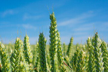 Unripe green wheat close up against a blue sky. Hertfordshire UK