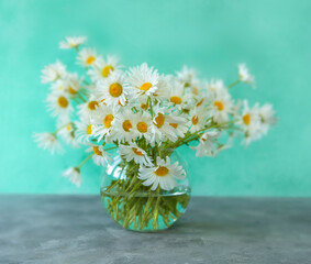 Bouquet of field daisies in a vase on a blue background
