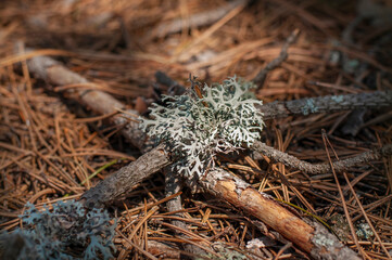 Lichen Evernia prunastri or Oakmoss on a branch on forest floor