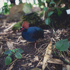 a tropical bird in the botanical garden
