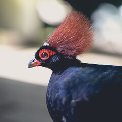 close up of a tropical bird in the botanical garden