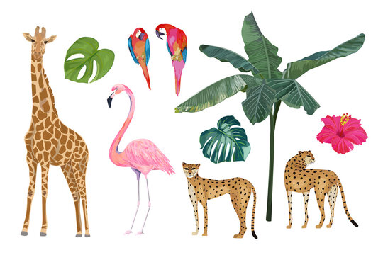Jungle set  with flamingo, parrot, cheetah, leopard, giraffe and tropical leaves. Vector isolated illustration
