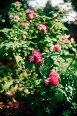 Fototapeta na wymiar Sommerliche Impressionen mit Blumen im Garten