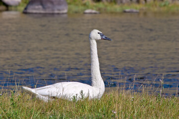 Trumpeter Swan (Cygnus buccinator) in Yellowstone National Park, USA