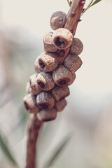 Dried Seed Capsules of a Tree
