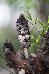 Dried Seed Capsules of a Tree