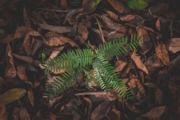 High angle closeup shot of a green fern plant in dry fallen leaves