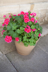 A pink Horseshoe Geranium growing in a ceramic pot also known as a Zonal Pelargonium