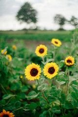 Sonnenblumen auf Feld bei Apensen in Niedersachsen