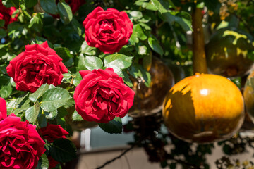 Gorgeous Red Rose flowers in a green lush garden.