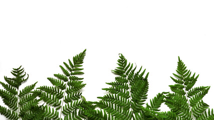 Fern leaf frame with place for text. Fern isolated on a white background, top view.