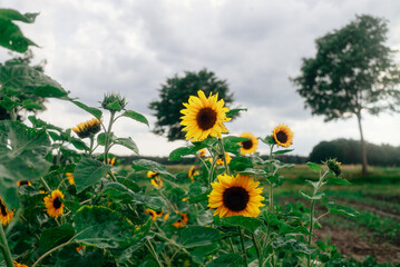 Sonnenblumen auf Feld bei Apensen in Niedersachsen