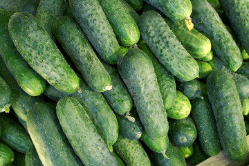 fresh cucumbers in a market