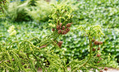 Cryptomeria japonica | Die Sicheltanne schöner Nadelbäume mit Hängend Zweige stehen mit...