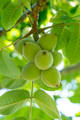 Green walnuts on a tree. A lot of nuts on a tree