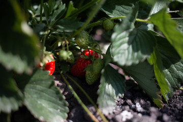 Obraz premium Ripe wild strawberries resting in the shade