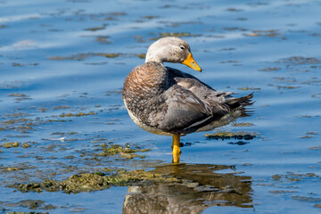 Male of Flying Steamer Duck (Tachyeres patachonicus) on lagoon in Ushuaia, Land of Fire (Tierra del Fuego), Argentina