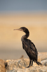 Portrait of Socotra cormorant, Bahrain