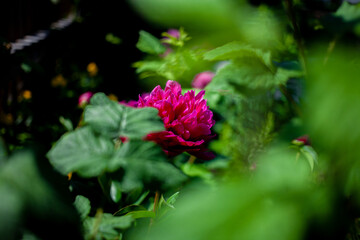 Summer greens receive the sun's rays and enjoy the world