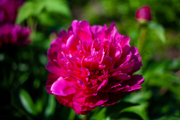 Obraz premium Summer greens receive the sun's rays and enjoy the world