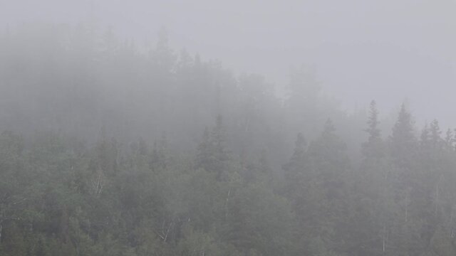 brouillard sur la for&ecirc;t