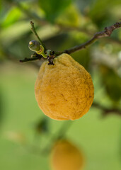 limoni