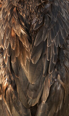Feather details of Socotra cormorant, Bahrain