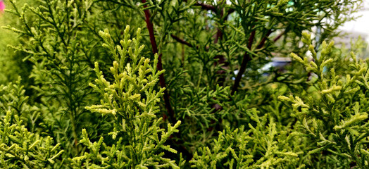 Thuja plants close up with red trunk