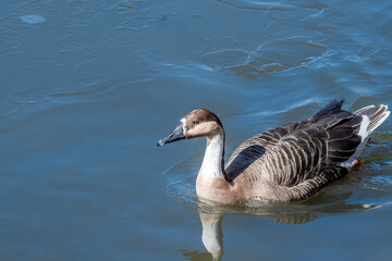 Swan Goose (Anser cygnoides) on pond in park