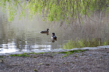 ave em vancouver no lago