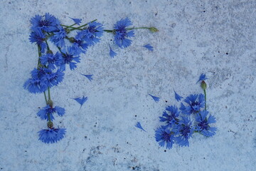 Cornflowers seamless pattern.Cornflower blue print.Wallpaper,postcard
