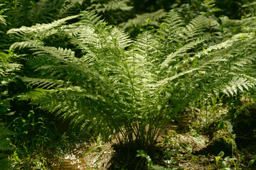 Fern leaf growing in nature. Leaves and stem of fern foliage in the forest. Medicinal wild perennial plant.