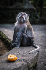 A long tailed grey monkey sitting on a wall and looking into the sky, UBUD MONKEY FOREST, BALI, INDONESIA