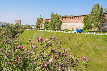 View of the Kremlin wall through flowers in Nizhny Novgorod