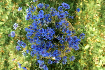 Bouquet of cornflowers in vase on Green background.summer Field