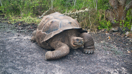 Galapagos Giant Tortoise - Close