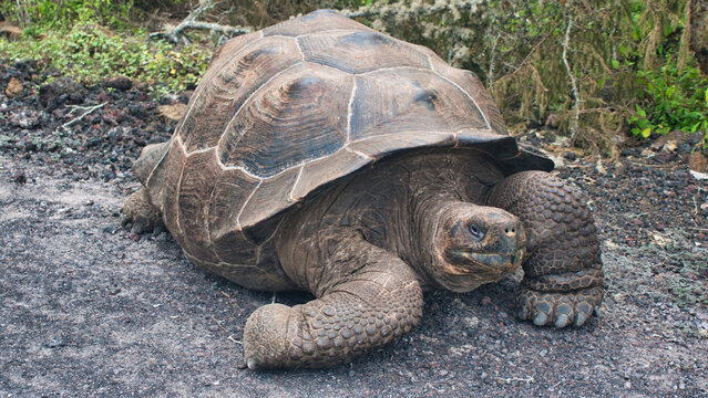 Galapagos Giant Tortoise