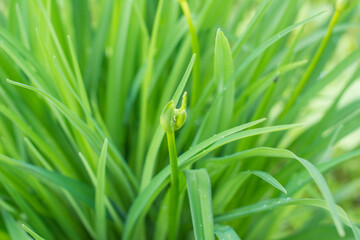 Fresh green grass. Sunlight, day, bright juicy