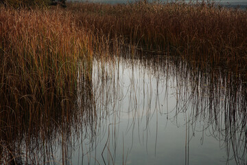 Brown reeds reflecting on the calm water in autumn, Abant Lake, Bolu, Turkey