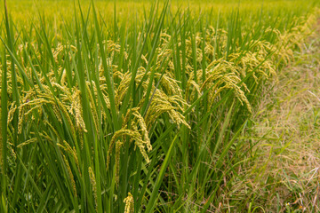 Landscape View Of Beautiful Rice Fields At Brown Avenue, (Ripe golden rice ear)