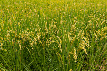 Landscape View Of Beautiful Rice Fields At Brown Avenue, (Ripe golden rice ear)