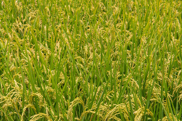 Landscape View Of Beautiful Rice Fields At Brown Avenue, (Ripe golden rice ear)