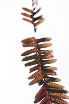 Autumn Deer Fern leaf closeup